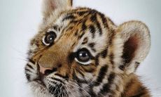 虎生肖是多少岁（生肖属虎人34岁婚姻）