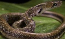 泰国招财钱袋子刺符（泰国刺符招财）