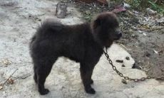 黑狗起名可爱（小黑狗取什么名字招财）