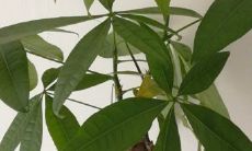 招财树能不能见阳光（招财树喜欢什么样的环境）