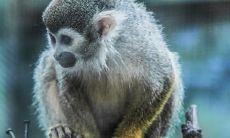 属猴厉害的人（属猴的成功人士有哪些）