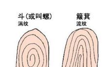 手相斗几个好（斗手相的人的命相）