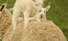 牛年属羊运程（属羊人逢牛年运势）