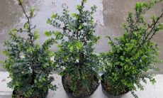 小叶紫檀招财了吗（小叶紫檀能转运吗）