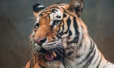 1986属虎2023财运（1971年属猪的是什么命）