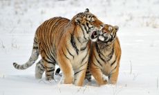 属蛇有什么用（属蛇人干什么行业好）