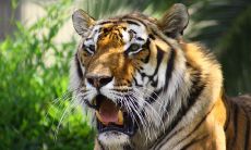 人与属相的关系（属兔人的最佳婚配属相）