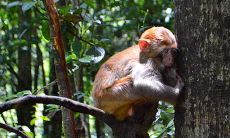 属牛女和属猴的婚姻如何（女属牛男属猴在一起合适吗）