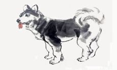 属狗人的吉祥色是什么色（属狗的吉祥色是什么颜色）