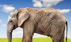 大象属于五行属什么（大象的寓意和象征风水）