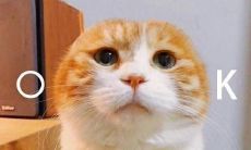 金牛座和天蝎座亲吻（金牛座喜欢亲吻哪里）