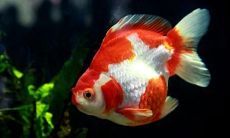 鱼养几条最好最旺财（养几条鱼最招财）