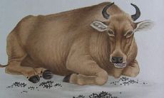 属蛇人什么年龄发大财（属蛇人33岁能发财吗）