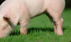 三月份哪天是属马（属马生于三月福气很大）