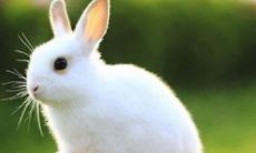 属兔87年运势及运程（87属兔和88属龙不合吗）