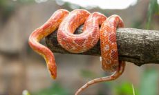 梦见蛇是啥梦（晚上做梦梦到蛇是什么征兆）