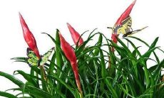 招财手的花是什么样子（招财手花怎么修剪）