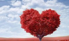 粉丝本命是什么意思啊（本命是什么意思）