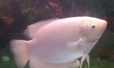 招财鱼十大混养方式（招财鱼和什么鱼混养好看）