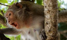 属猴的什么时候收账好（属猴人出生时辰和财运）