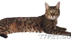 属鼠的人今年适合做生意吗（属鼠的人适不适合做生意）