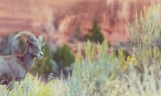 羊的运势今天（今日运势属羊人）