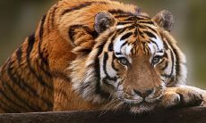 86虎今日财运方位（属虎人今天打麻将运势）