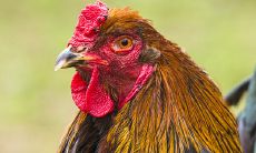 生肖鸡2023年每月运程（2023年属鸡每月财运）