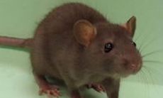 梦见被老鼠咬出血了什么意思（梦见自己被老鼠咬了是什么意思）