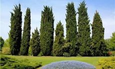 坟地种啥树风水最好（农村怎样看坟地风水好坏）