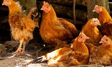 93年属鸡女孩2023年运势（属鸡今年的运势怎么样）