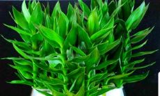 店铺摆放什么植物招财又好养（店铺招财植物怎么摆放）