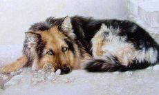 生肖狗的一生（生肖狗的运势生肖狗一生运程）