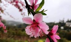 如何知道姻缘桃花开在几月（月下老人姻缘灵签）