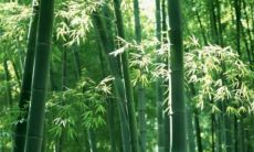 大门口栽竹子风水（门口栽竹子的风水作用）