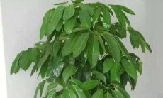 室内养的招财树会落叶是怎么办（发财树和招财树一样吗）