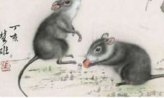 2023属鼠的年龄全部（属鼠的年份及年龄）