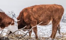 属牛的今天财运怎样（属牛的2023年如何增加财运）