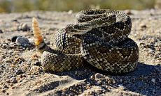 01年属蛇人什么命（01年2月属蛇的是什么命）