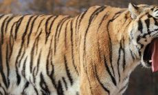 虎年猴人运程（属猴人遇虎年2023运势如何）