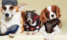 宠物起名寓意（奕字取名寓意好吗）