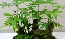 招财树都有什么树（招财的树木有哪些）