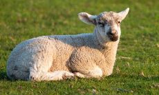 属羊几月出生最富贵（属羊女的哪天出生最有钱）