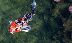 是不是真的要化太岁（破太岁真的管用吗）