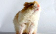 属蛇和属鼠工作合财吗（属鼠的和属蛇的做生意好不好）