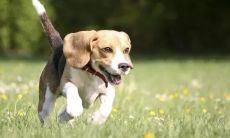 属马和属狗的性格（78年属马的不幸婚姻）