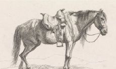 属马与属什么的合财（属马的跟属虎的合财吗）