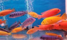 动物名字起名（动物小名取名）