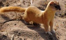 为什么黄大仙有灵性（黄大仙附身真的存在吗）