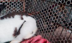 属兔2023年运势及运程1981（1981年属鸡2023年每月运势）